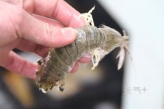 ƤƤϺ����� ƤƤϺ���೤ʱ��