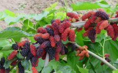 �м�����ֲɣ��ɣ������